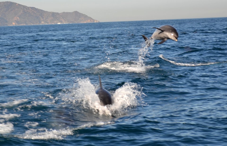 Common Bottlenose Dolphin (Tursiops truncatus) Catalina jumping
