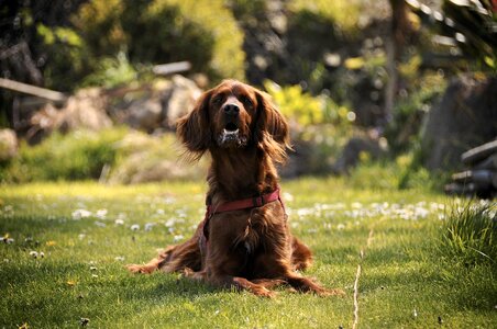 Domestic animal nature animals