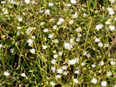 Common starwort in july