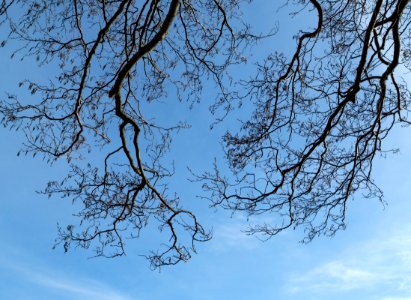 Common alder branches in Norrkila 2 photo