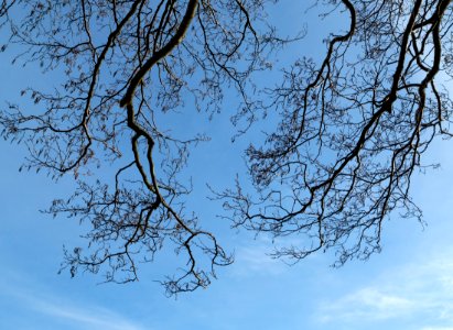 Common alder branches in Norrkila 2