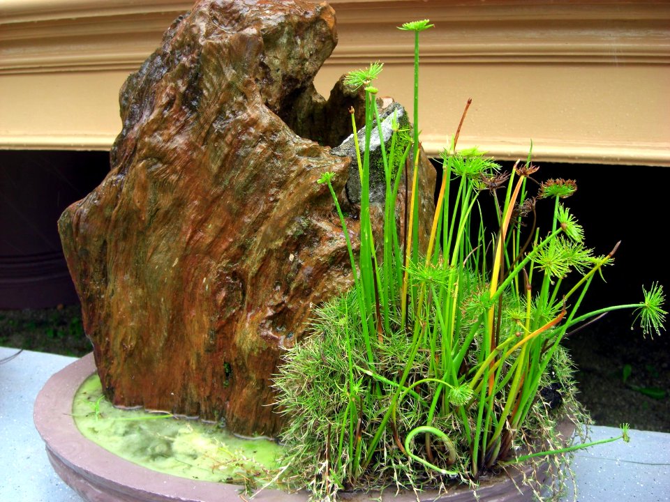 Composition de plantes Vietnam