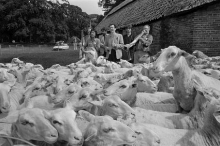 Concert voor schapen in Ede onder leiding van filosoof Clemens van de Ven (r), Bestanddeelnr 934-0104