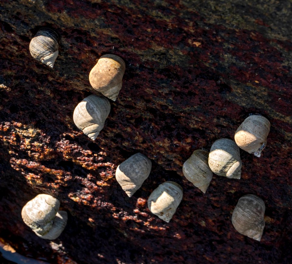 Common periwinkles in Sämstad harbor 2