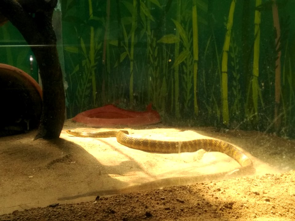 Common Rat Snake 2