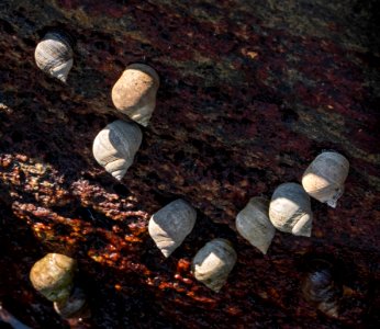 Common periwinkles in Sämstad harbor 3