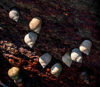 Common periwinkles in Sämstad harbor 3 photo