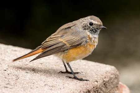 Common Redstart - (Phoenicurus phoenicurus, juvenile)