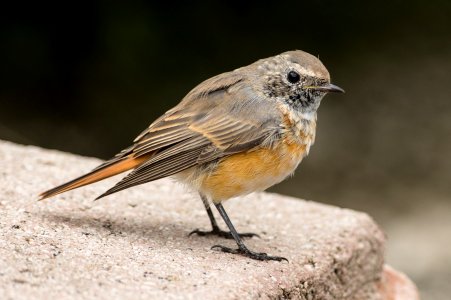 Common Redstart - (Phoenicurus phoenicurus, juvenile) photo