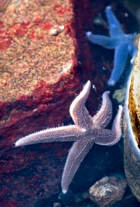 Common starfish in Brofjorden 2 photo