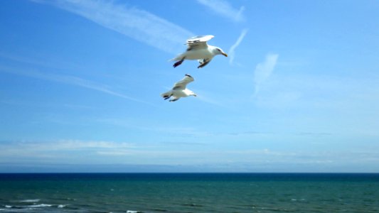 Common Gull in flight, Bexhill