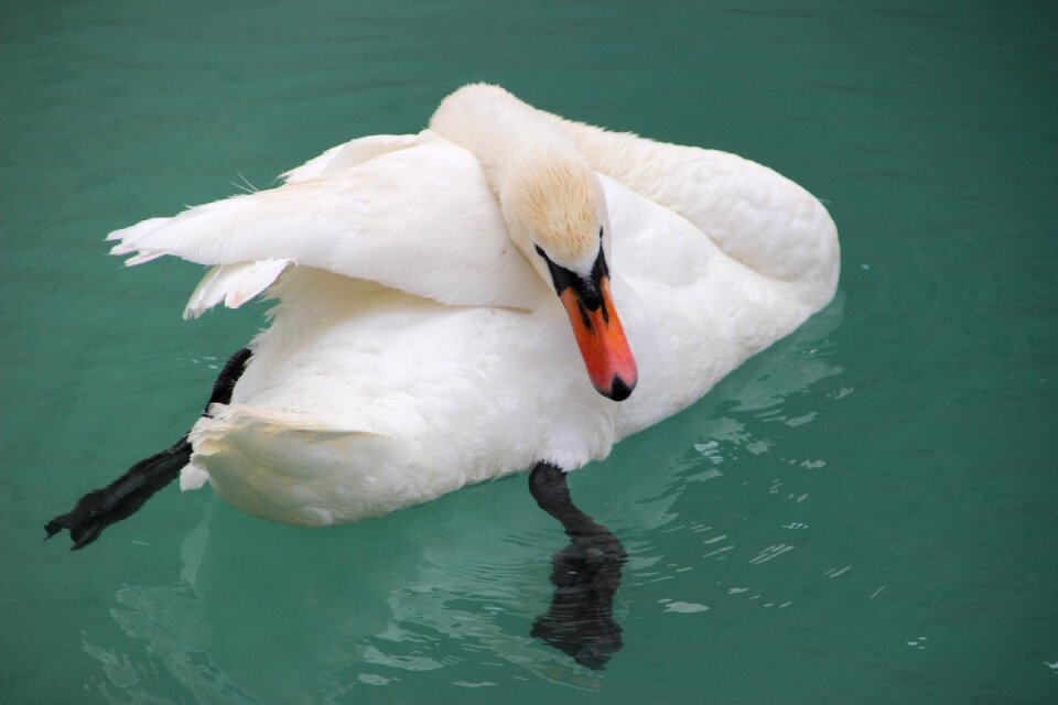 Bird water schwimmvogel