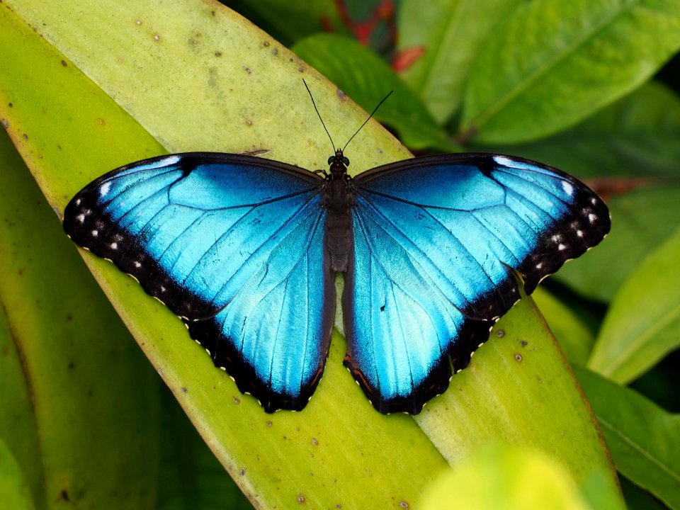 Common Morpho (Morpho helenor)