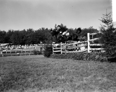 Concours Hippique in Rotterdam, Bestanddeelnr 912-8783