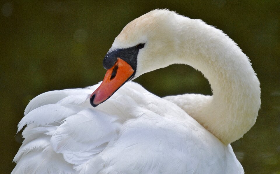 Water white water bird