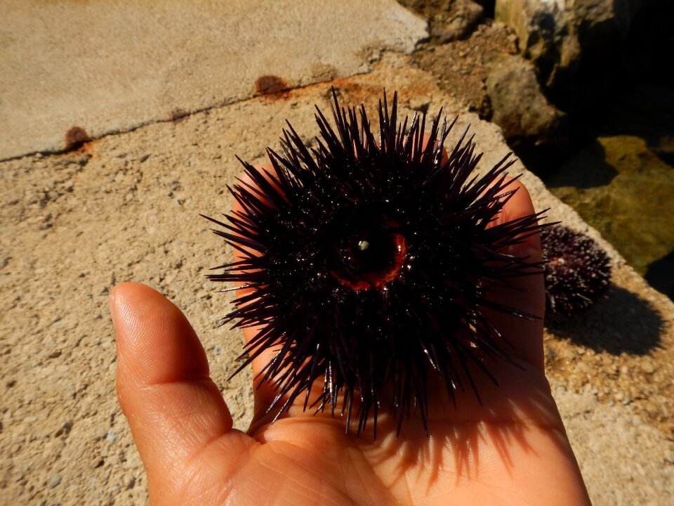 Fauna marine animals tip harris