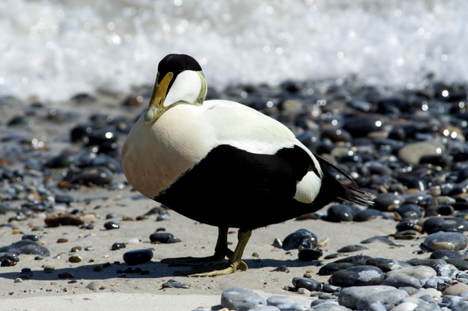 Common eider (male) on the dune, Heligoland