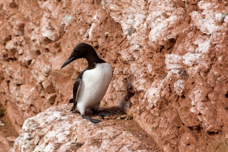 Common guillemot (Uria aalge)