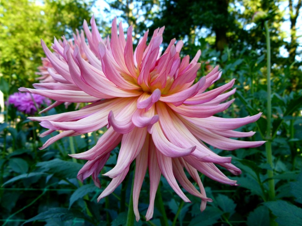 Concours international du dahlia 2012 - Parc Floral Paris 7