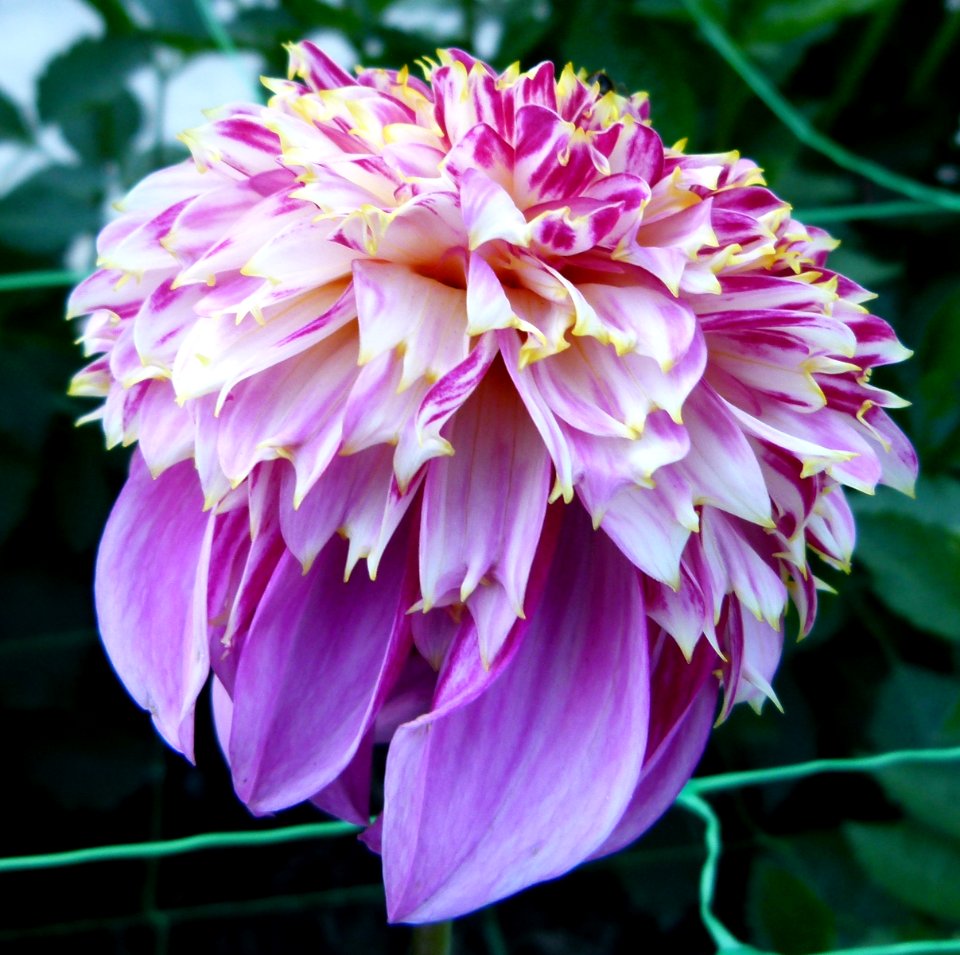 Concours international du Dahlia 2012 au Parc Floral de Paris 43