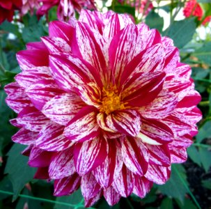 Concours international du Dahlia 2012 au Parc Floral de Paris 34