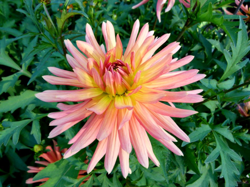 Concours international du Dahlia 2012 au Parc Floral de Paris 28