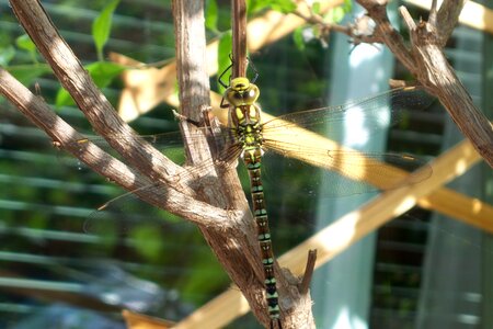 Creature green wand dragonfly photo