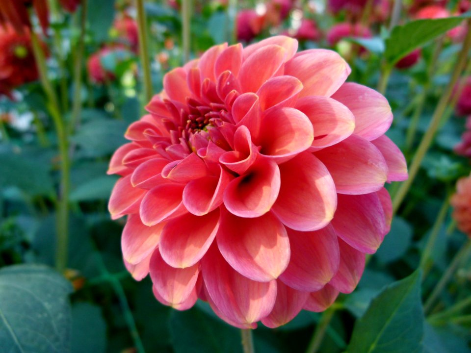 Concours international du Dahlia 2012 au Parc Floral de Paris 15