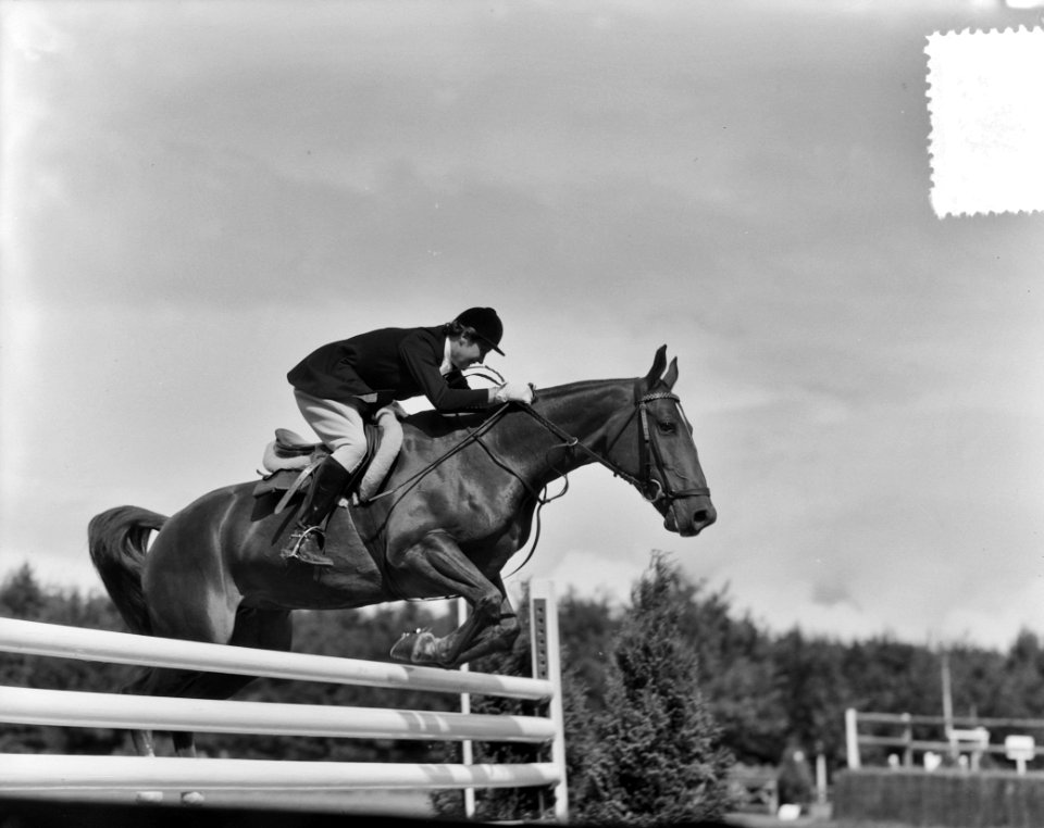 Concours Hippique Rotterdam. Mejuffrouw Whitehead (Engeland) sprong, Bestanddeelnr 905-2928