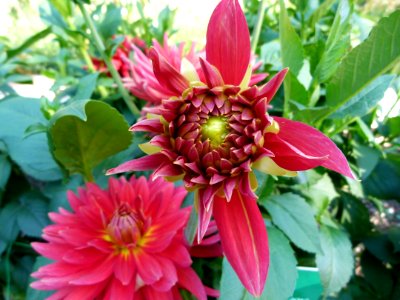 Concours international du Dahlia 2012 au Parc Floral de Paris 17