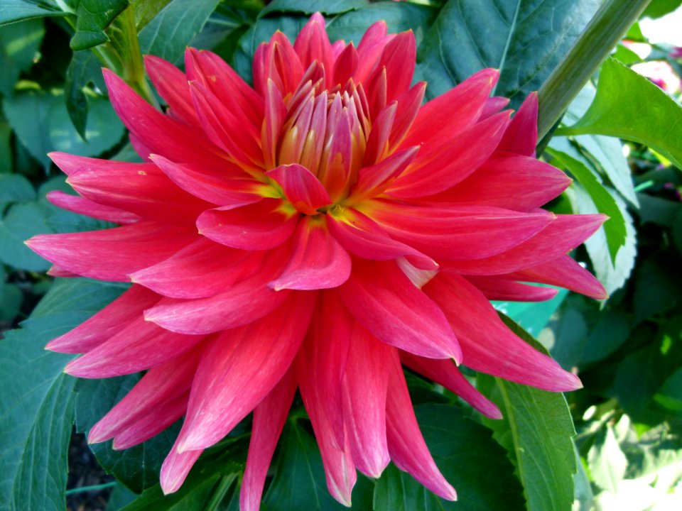Concours international du Dahlia 2012 au Parc Floral de Paris 16