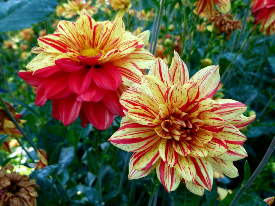 Concours international du dahlia 2012 - Parc Floral Paris 2