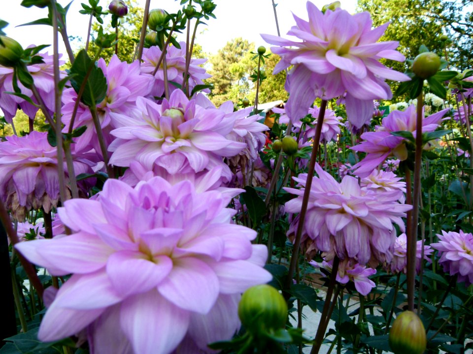 Concours international de dahlia 2012 Parc Floral à Paris 4