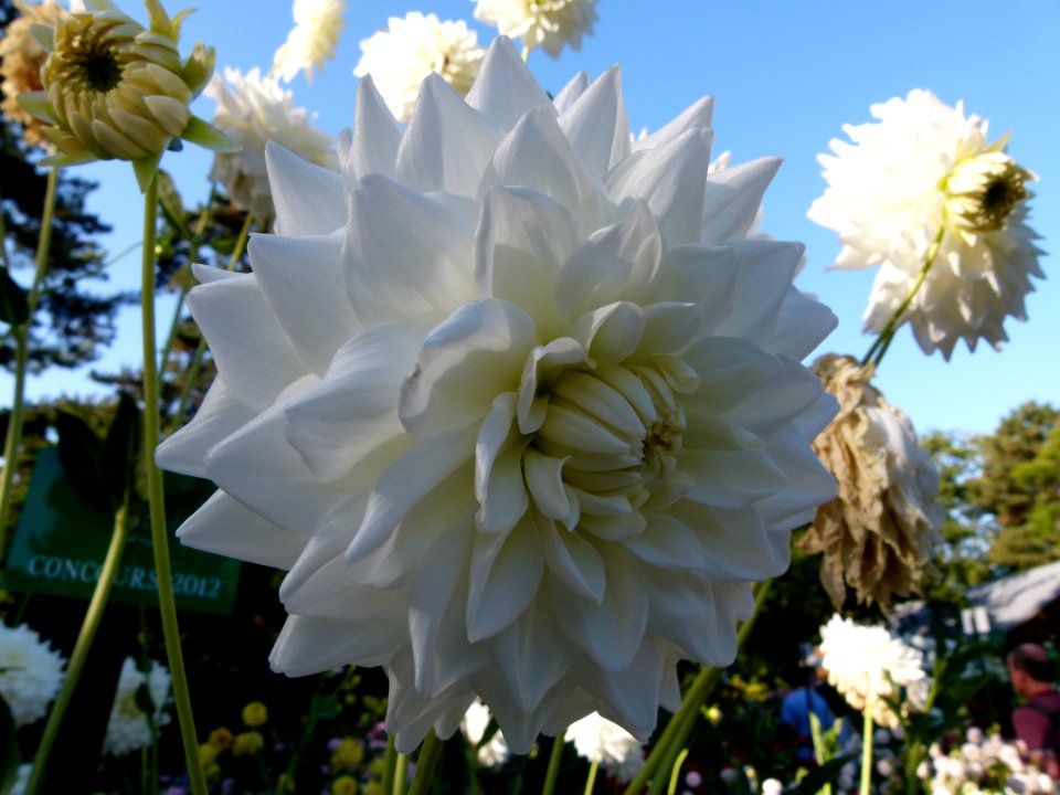 Concours international de dahlia 2012 Parc Floral à Paris 13