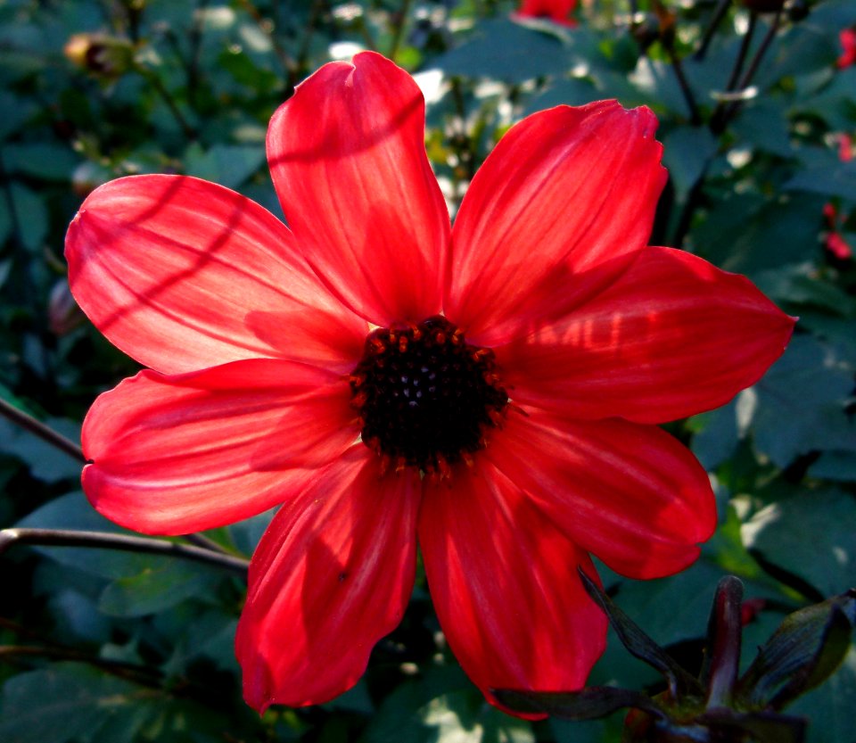 Concours international du Dahlia 2012 au Parc Floral de Paris 4