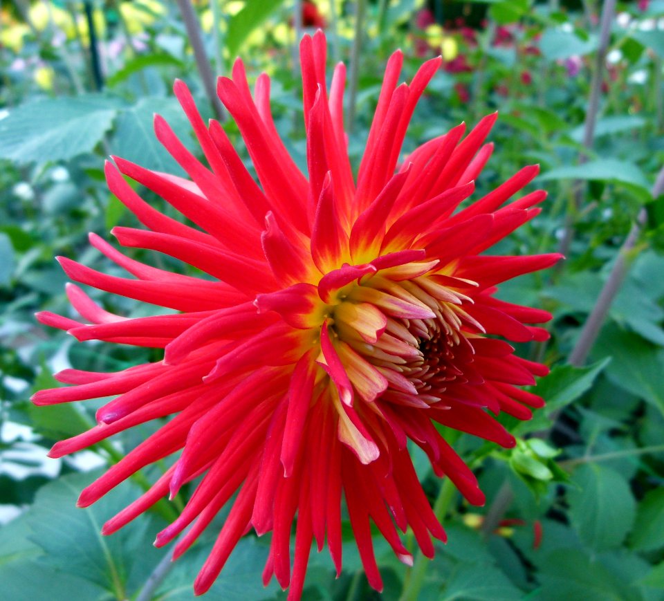 Concours international du Dahlia 2012 au Parc Floral de Paris 33
