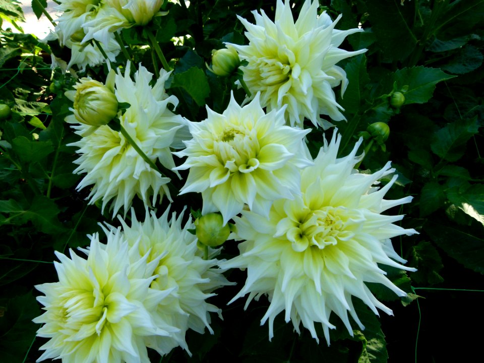 Concours international du Dahlia 2012 au Parc Floral de Paris 12