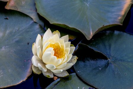 Water lilies water lily flowers photo