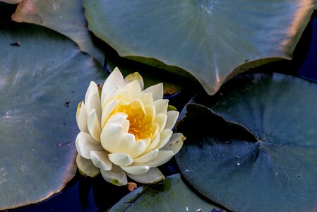 Water lilies water lily flowers