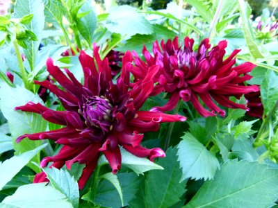 Concours international de dahlia 2012 Parc Floral à Paris