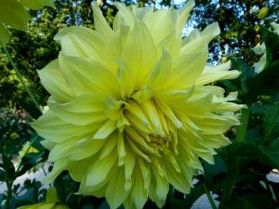 Concours international du Dahlia 2012 au Parc Floral de Paris 20