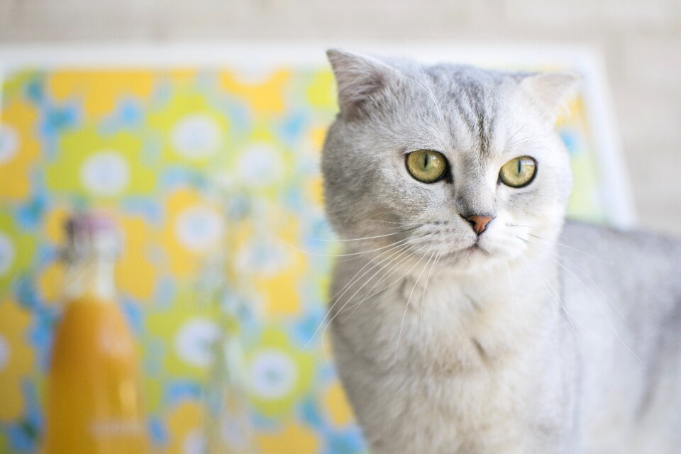 Animal scottish fold