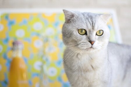 Animal scottish fold