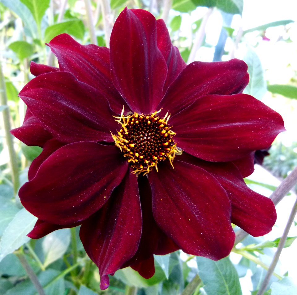 Concours international de dahlia 2012 Parc Floral à Paris 8