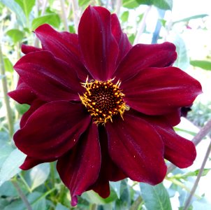 Concours international de dahlia 2012 Parc Floral à Paris 8