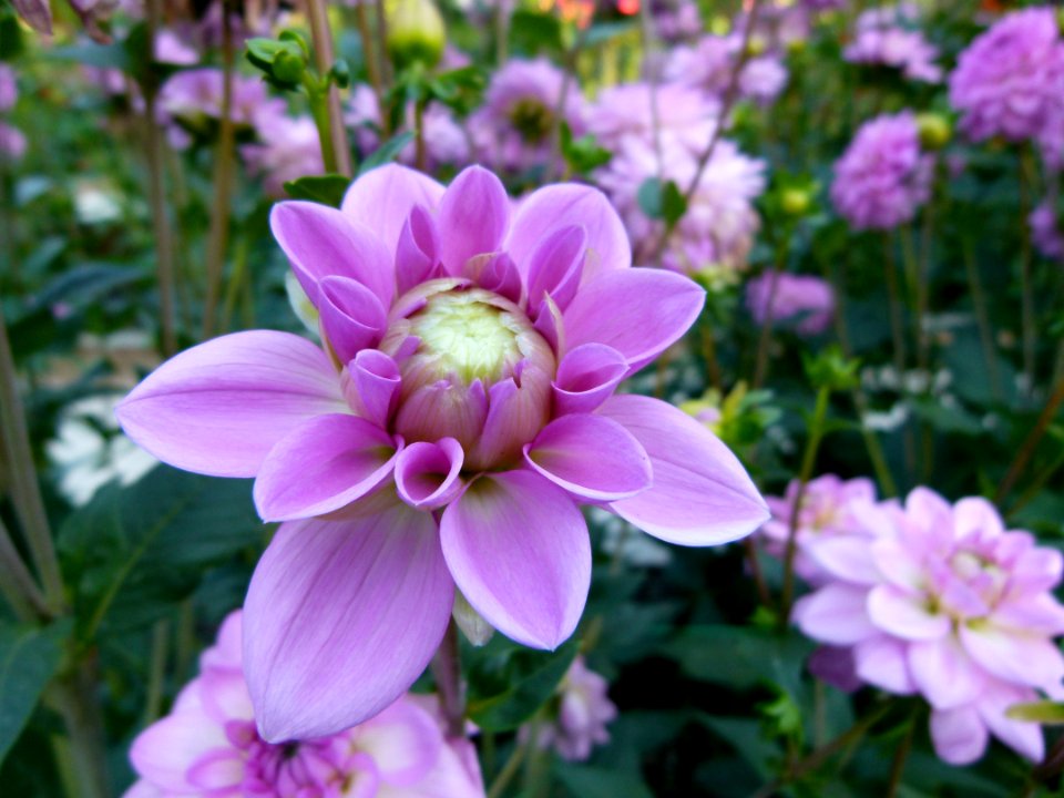 Concours international de dahlia 2012 Parc Floral à Paris 6