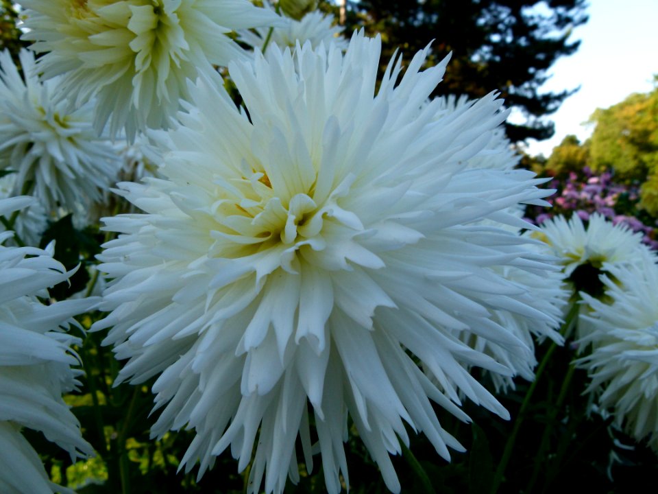 Concours international de dahlia 2012 Parc Floral à Paris 14