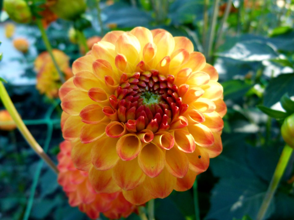 Concours international de dahlia 2012 Parc Floral à Paris 11