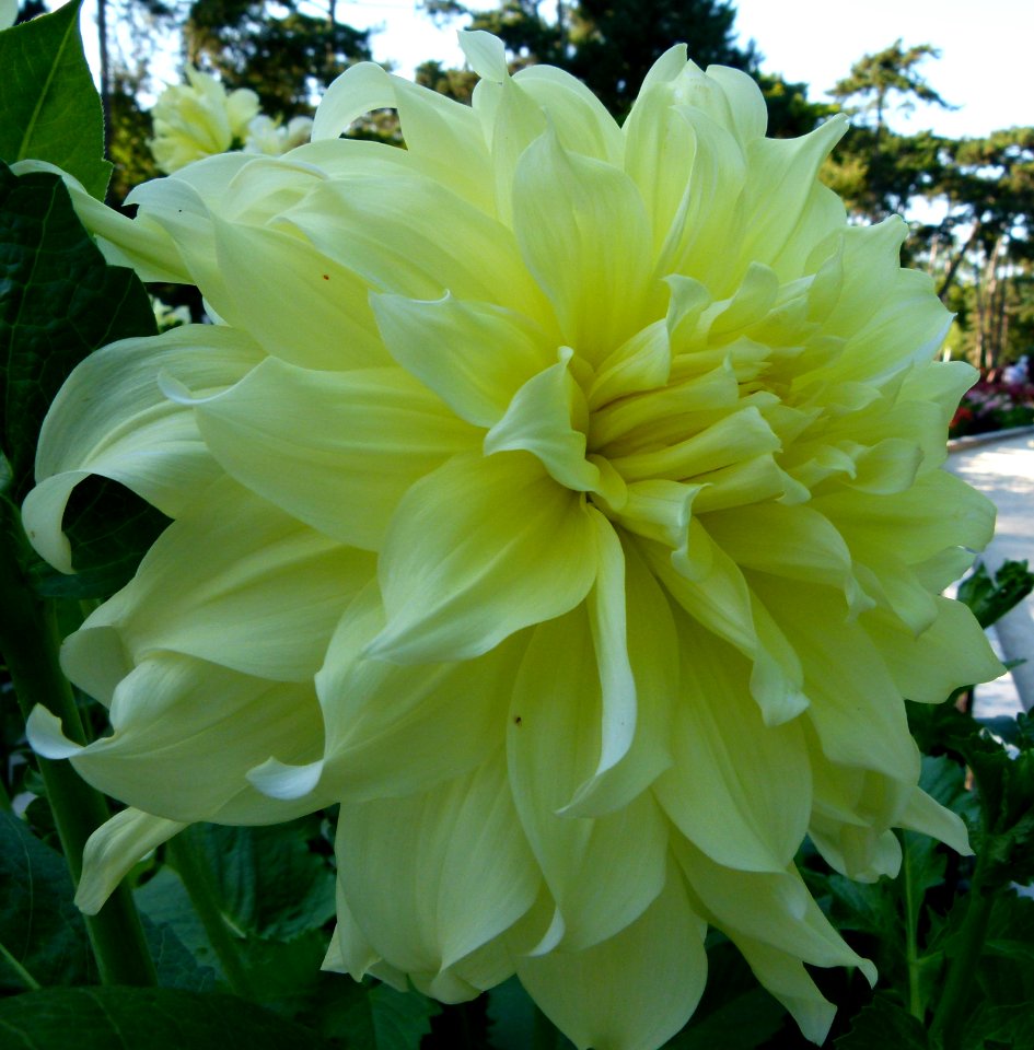 Concours international du dahlia 2012 - Parc Floral Paris 4