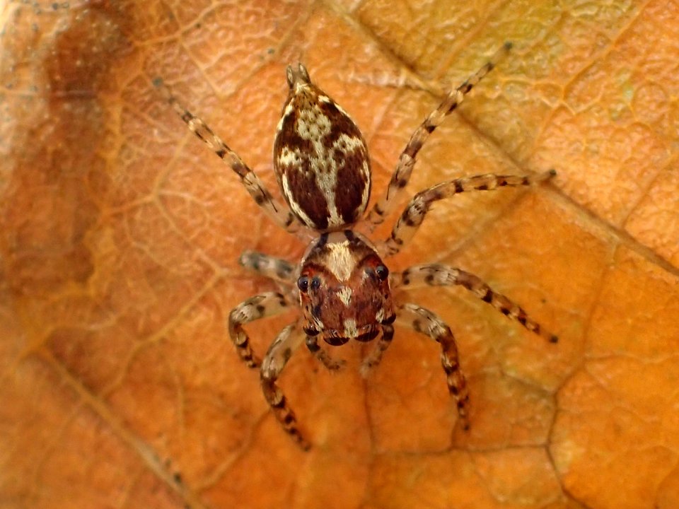 Compsodecta 05